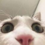 Profile picture of SiddCommitsArson